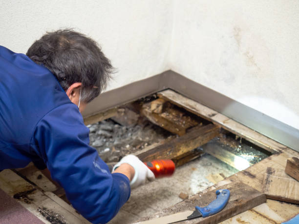  West Point, VA Mold Removal Pros