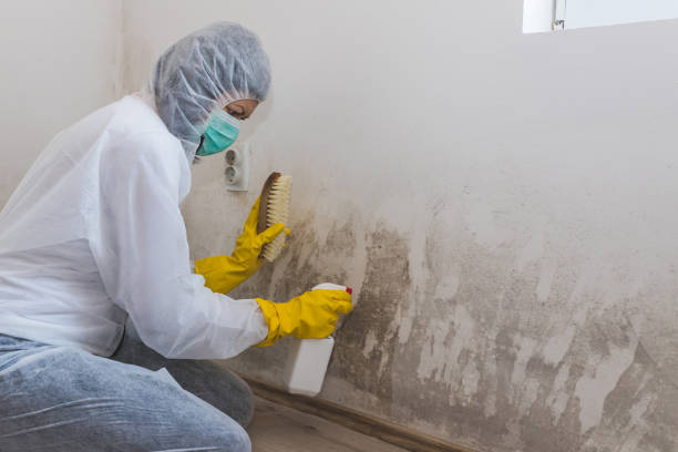 Best Mold Damage Repair  in West Point, VA