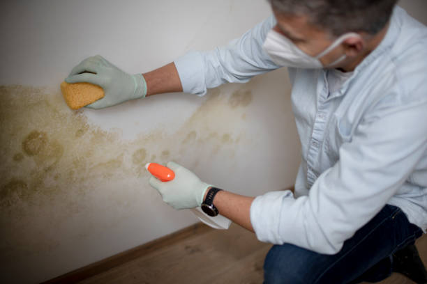 Best Mold Removal Specialists  in West Point, VA