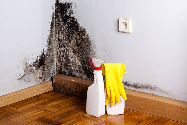 Best Mold Testing and Removal  in West Point, VA
