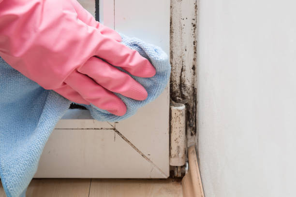 Trusted West Point, VA Mold Removal Experts