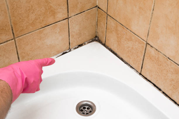 Best Crawl Space Mold Removal  in West Point, VA